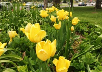 Tulips at Niagara