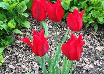 Tulips at Niagara